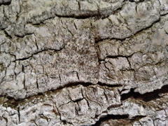 Polymixis flavicincta