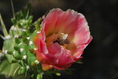 Austrocylindropuntia subulata