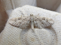 Eupithecia interruptofasciata