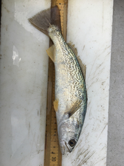 Cynoscion regalis