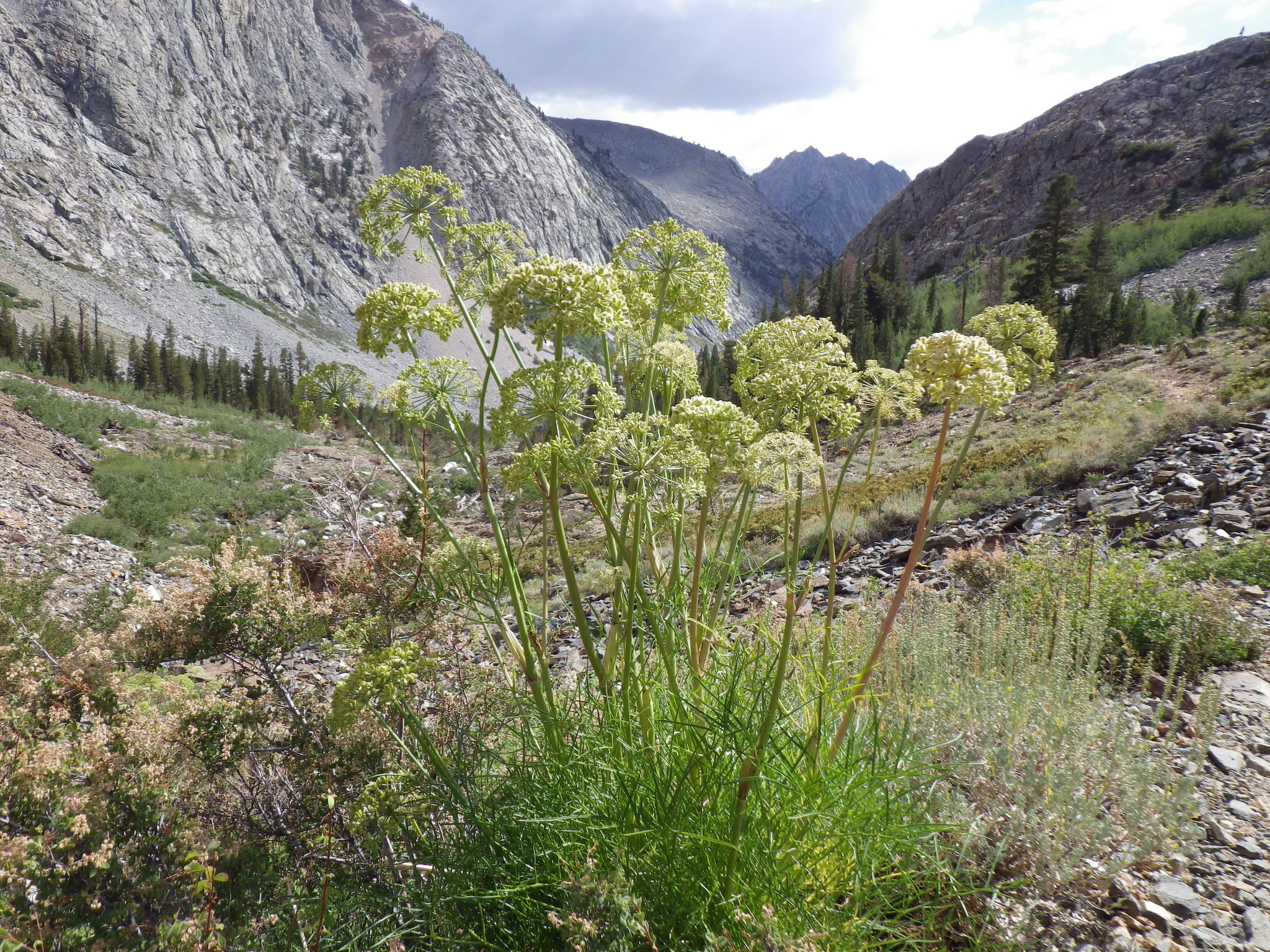Angelica lineariloba