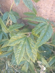 Passiflora pinnatistipula