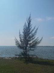 Casuarina equisetifolia