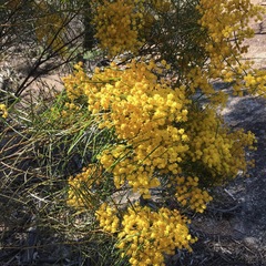 Acacia adunca