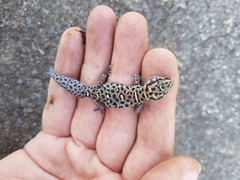 Pachydactylus tigrinus