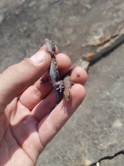 Pachydactylus tigrinus