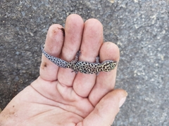 Pachydactylus tigrinus