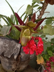 Phragmipedium