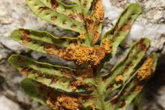 Psychoides filicivora