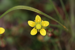 Saxifraga giraldiana