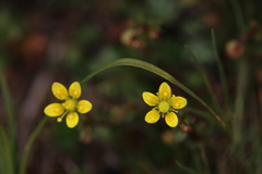 Saxifraga giraldiana