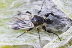 Bibio albipennis