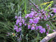 Indigofera concava