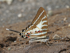 Graphium aristeus anticrates