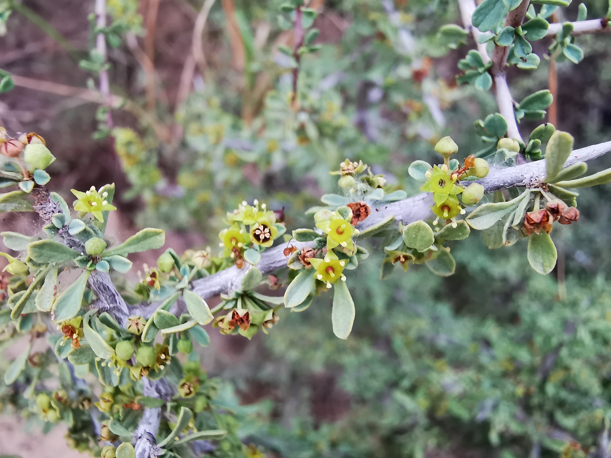 Condalia spathulata