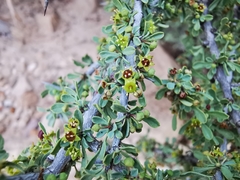 Condalia spathulata