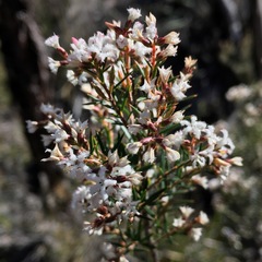 Acrothamnus melaleucoides