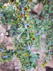 Condalia spathulata