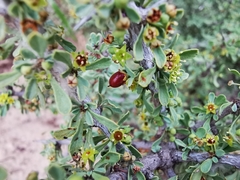 Condalia spathulata
