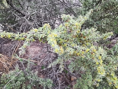 Condalia spathulata