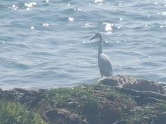 Egretta thula