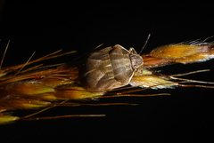 Homaemus bijugis
