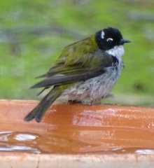 Melithreptus chloropsis