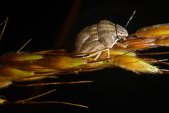 Homaemus bijugis