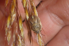 Homaemus bijugis