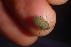 Homaemus bijugis
