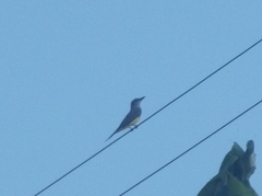 Tyrannus melancholicus