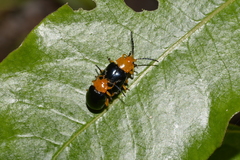 Lamprolina simillima