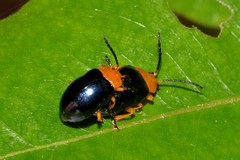 Lamprolina simillima