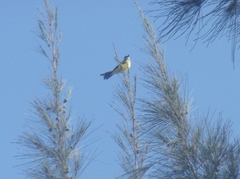 Tyrannus melancholicus