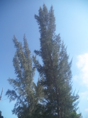 Casuarina equisetifolia