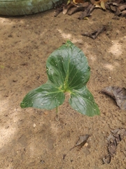 Typhonium roxburghii