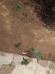 Typhonium roxburghii