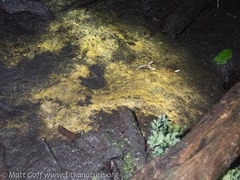 Chromophyton rosanoffii