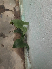 Typhonium roxburghii