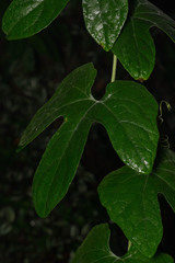 Trichosanthes pilosa