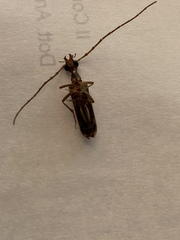 Vesperus macropterus