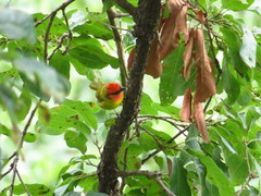 Piranga erythrocephala