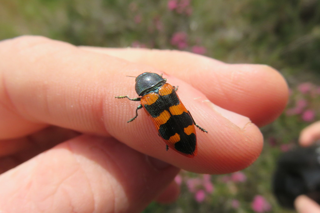 Castiarina gravis
