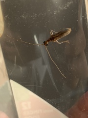 Vesperus macropterus