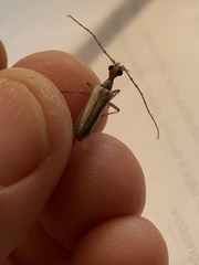 Vesperus macropterus