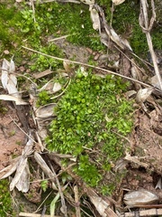 Physcomitrium immersum