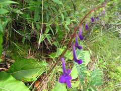 Lobelia sinaloae