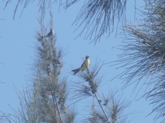 Tyrannus melancholicus