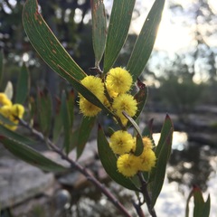 Acacia venulosa
