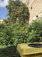 Ailanthus altissima